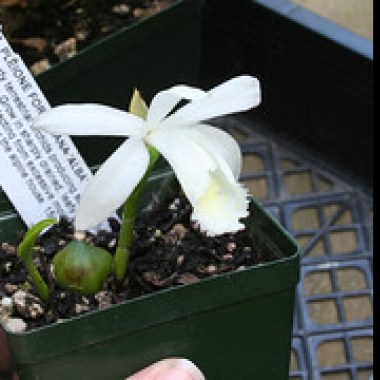 plejone (pleione alba) i